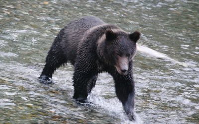 How to Empower Children through Lucid Dreaming