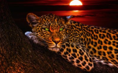 Mindful Dreaming for Health and Healing