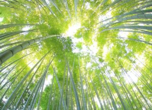 Trees sunlit