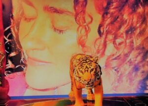 tiger dream small